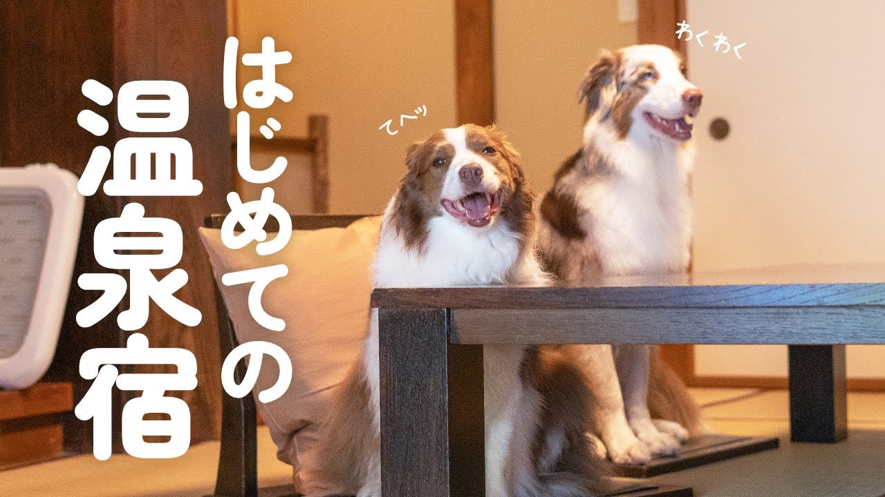 はじめての温泉宿で子供みたいに探検してはしゃぎ回る大きい犬達が可愛すぎる♡【ボーダーコリー・オーストラリアンシェパード】