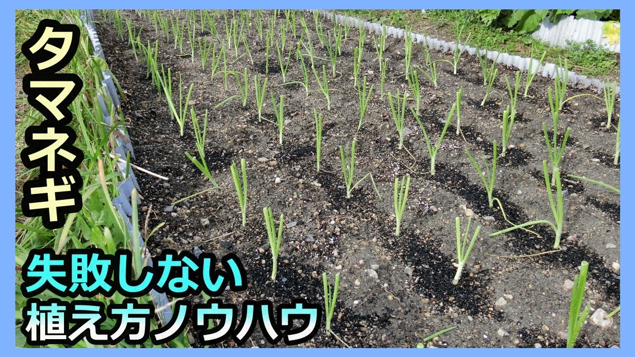 【タマネギ】失敗しない苗の植え方ノウハウ