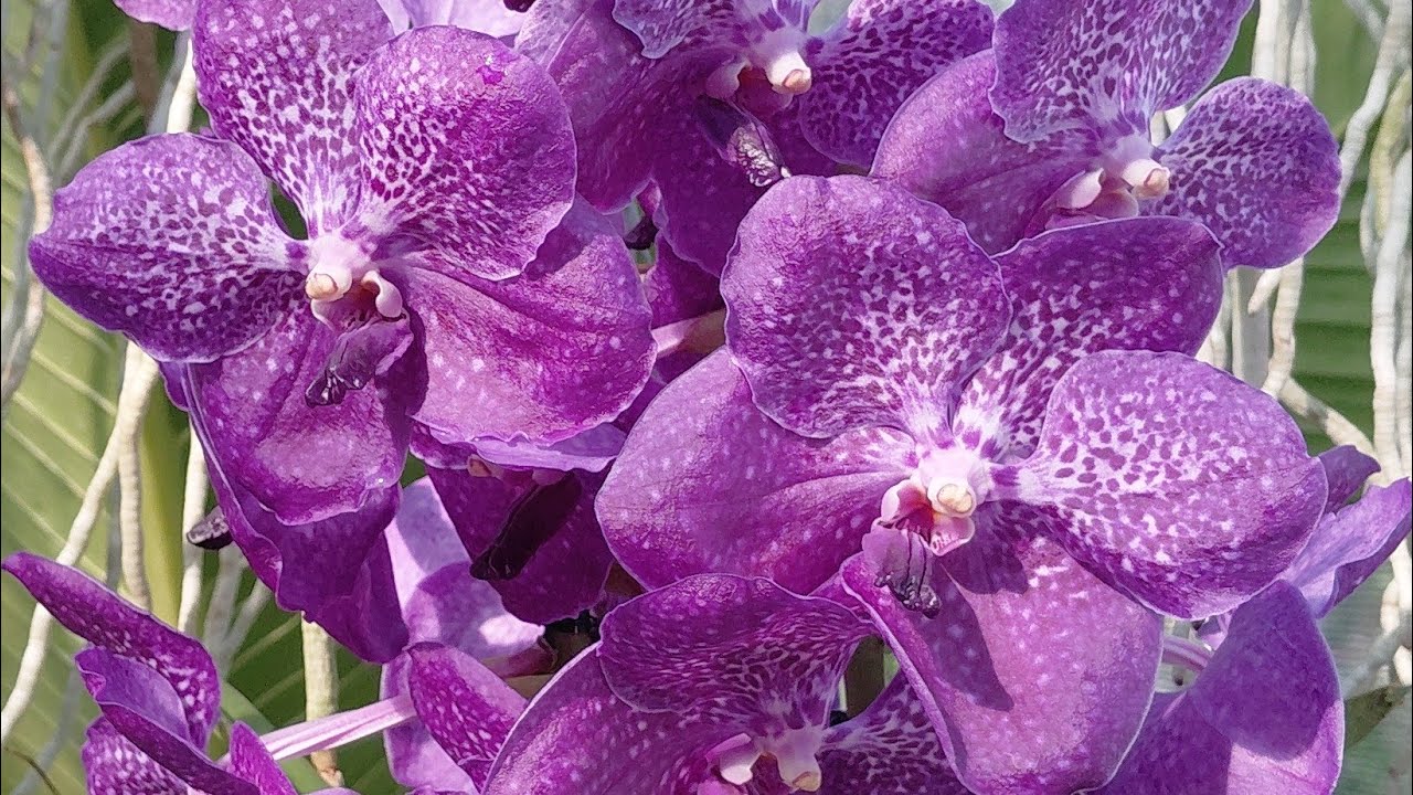 День открытых дверей в Palmer Orchids. 22 ноября 2025 г.
