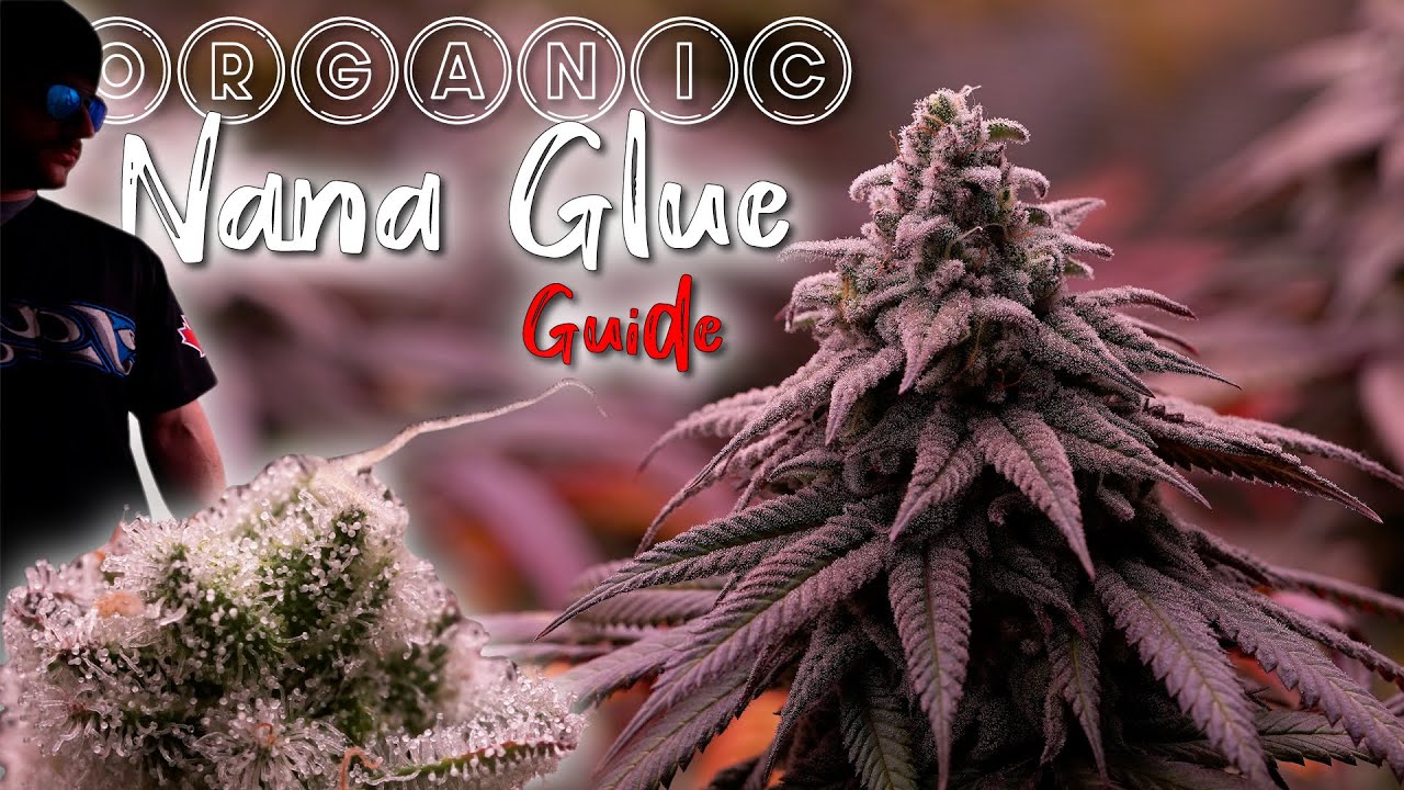 HOW I GREW ORGANIC NANA GLUE | SIMPLE LIVING SOIL GROW WEED EASY GUIDE 2022