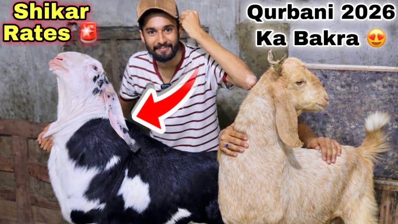 Sirf 6 Hazar Me 😍 Ghar Me Karachi Ki Sasti Bakra Mandi 🚨 Teddy Bakra & Bakriya For Qurbani 2026 