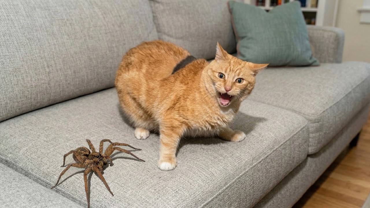 Crazy Cats vs Wild Animals 😹 | Funniest Chaos Moments of 2026