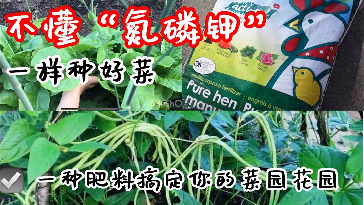 不懂氮磷钾一样种好菜，你用什么肥料？What kind of fertilizer feed the vegetables ?实际操作请看：&ldquo;施肥的实际操作&rdquo;视频，说明底下有链接