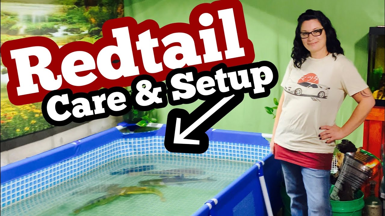 Redtail Catfish Care & Growth Rate