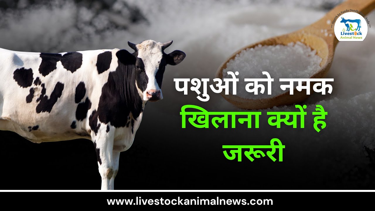पशुओं को नमक खिलाना क्यों है जरूरी