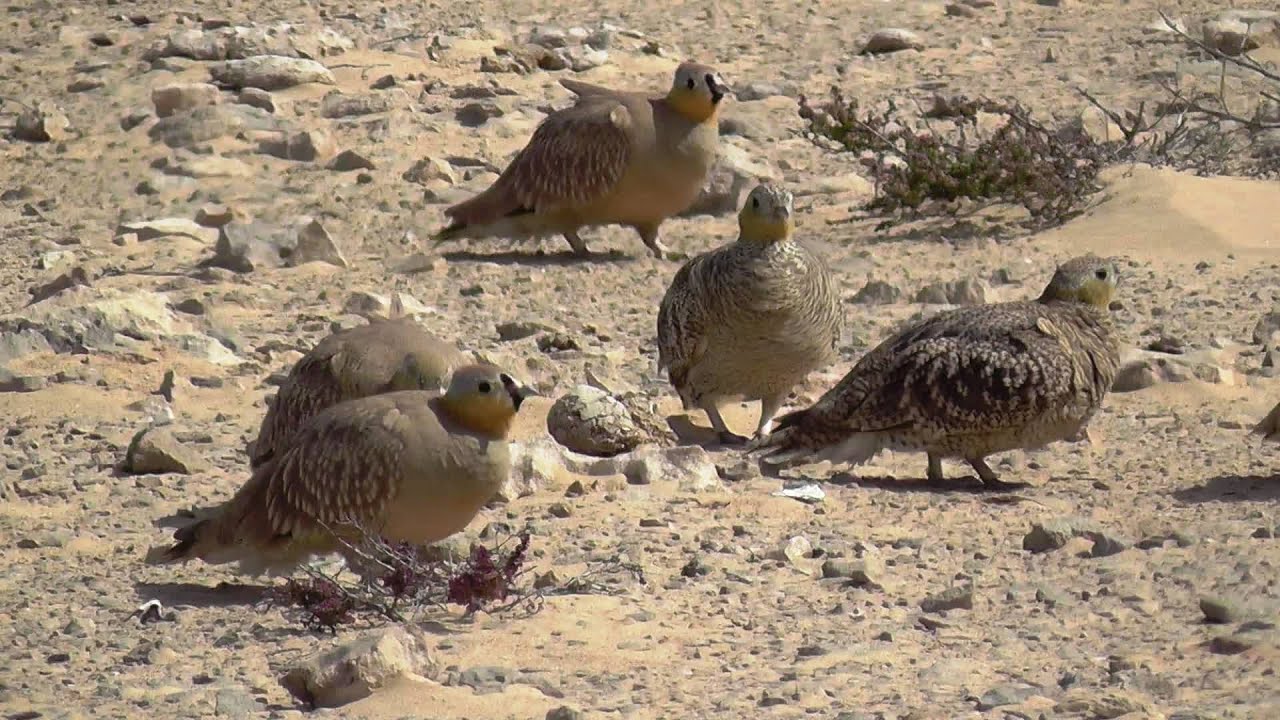 Oiseaux du Maroc & du Sahara ( 45', sous-titres français)