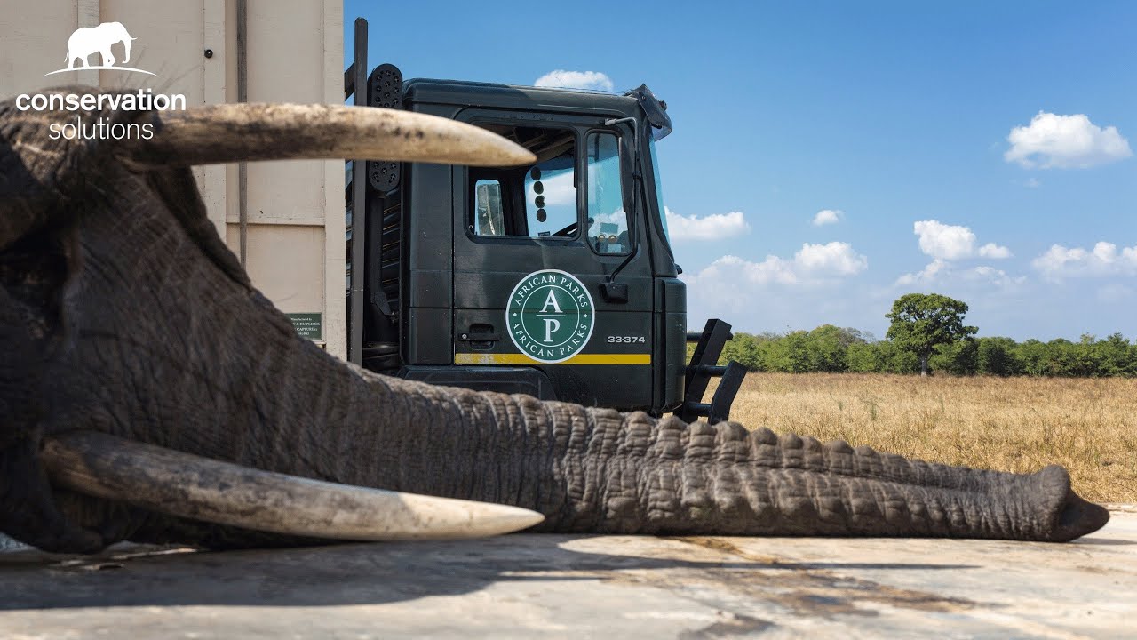 500 Elephants on the Move in Malawi - 2016