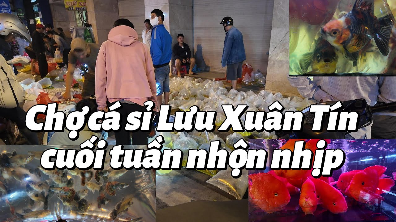 Không Khí Chợ Cá Sỉ Lưu Xuân Tín Cuối Tuần | Sài Gòn Xưa-Old Sai Gon#chocaluuxuantin #luuxuantin