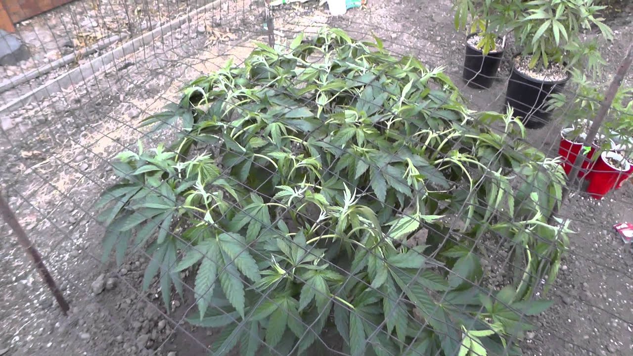 SCROG completed for Gage Green Group Royal Flush 6/8/13