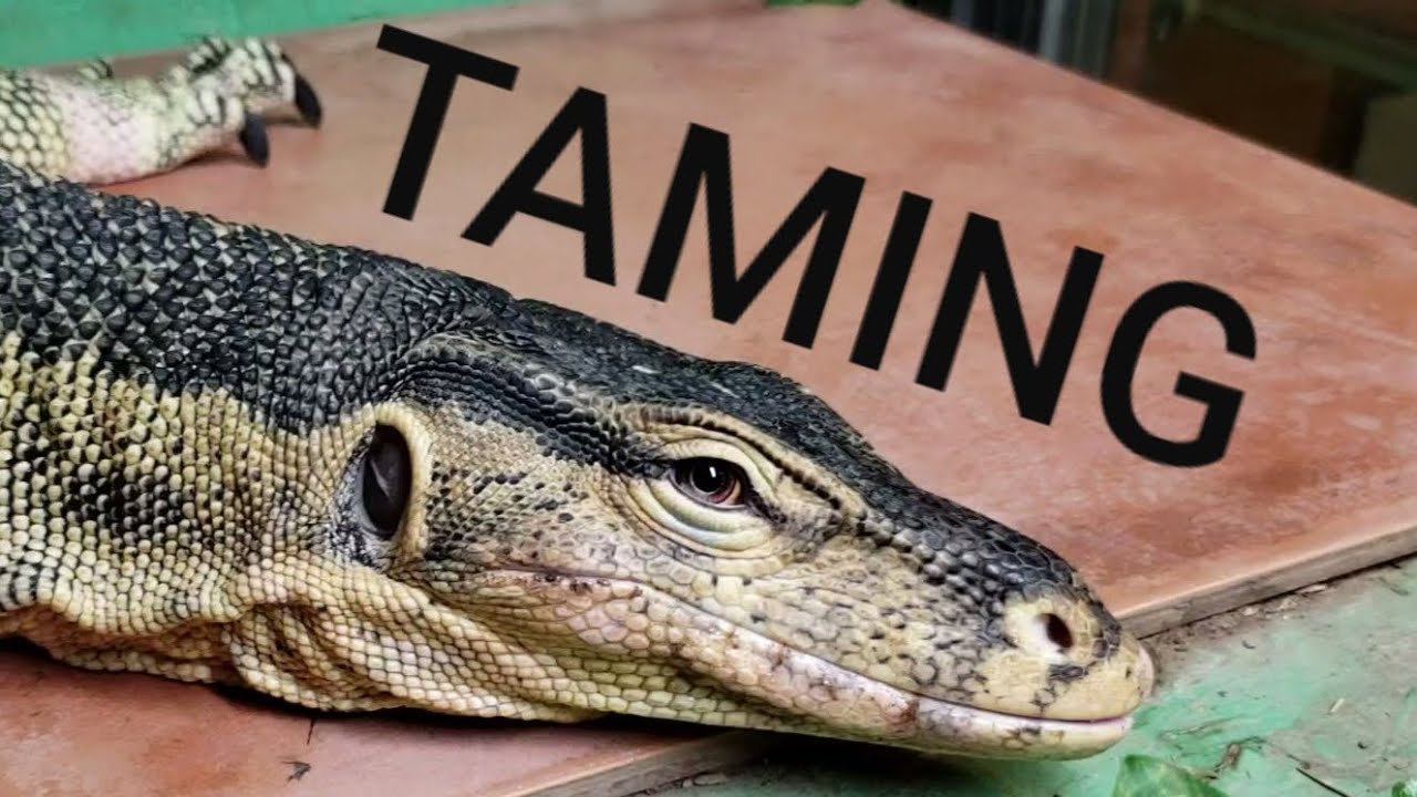 Asian Water Monitor Taming