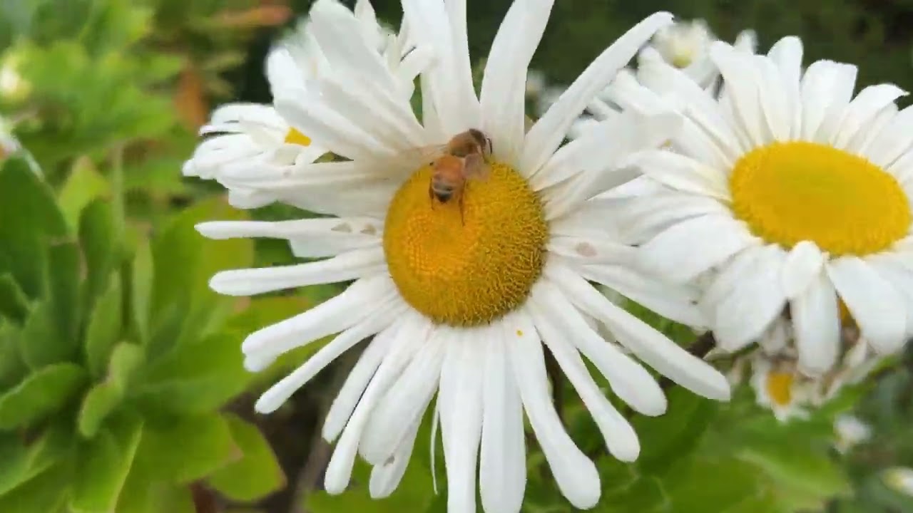 常青、耐寒的菊花？日本滨菊 - nippon daisy