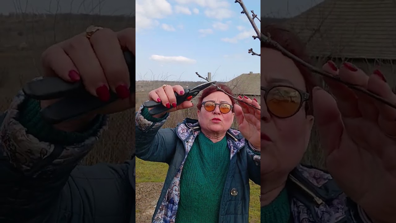 Обрізування  вишні. 