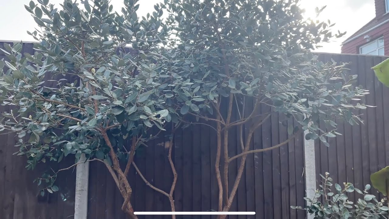 Pineapple Guava tree update