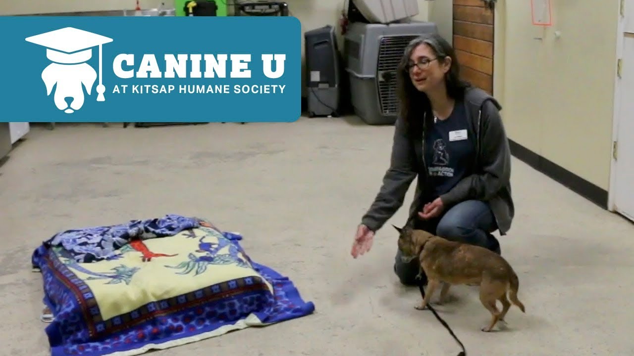 Canine U: Treat Retreat