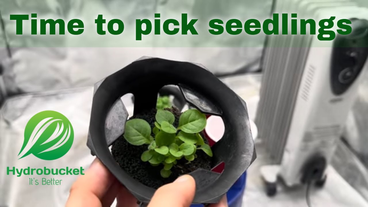 Thinning the seedlings.