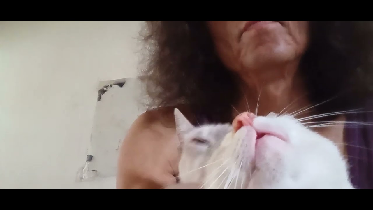 YO, EL GATO (lecturas 1)