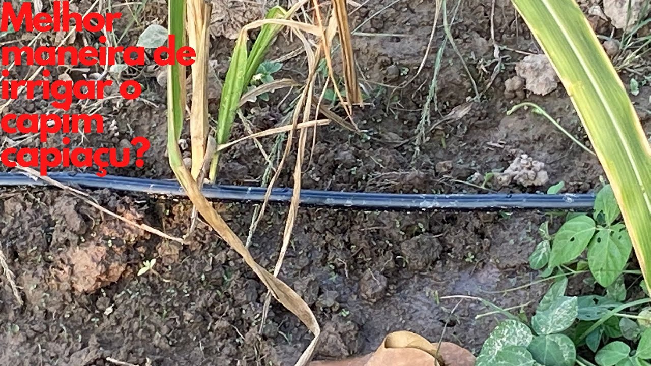 Melhor maneira de irrigar o capim capiaçu?