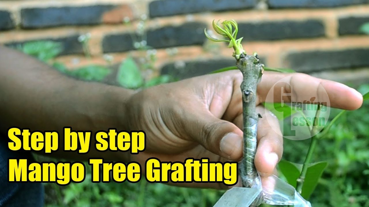 Mango Tree Grafting Step by Step 100% Success