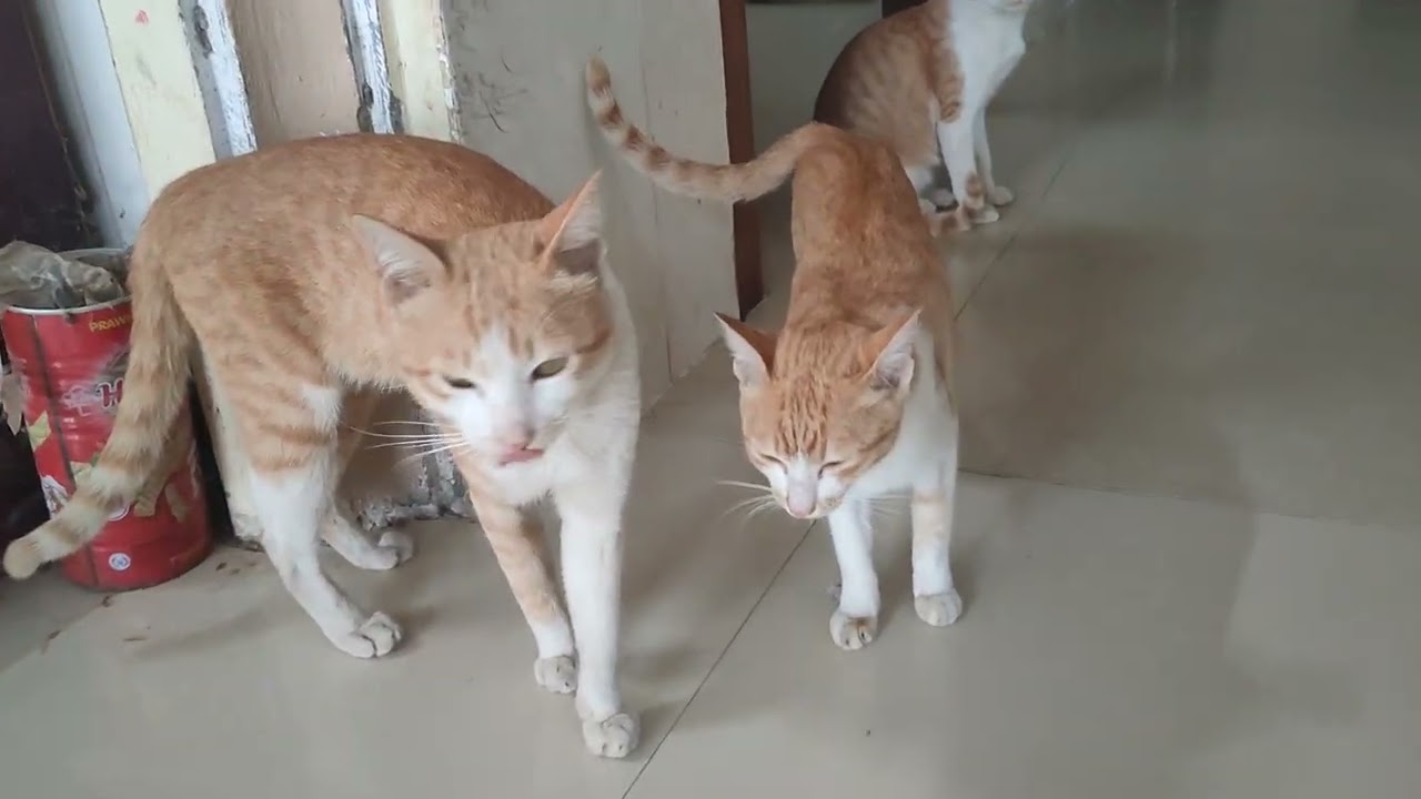 Family cat 