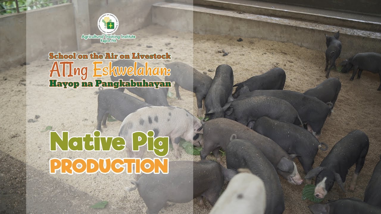 Native Pig Production Part 1