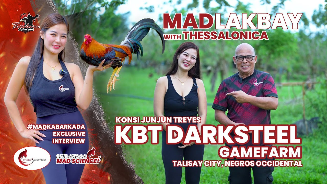 Mga nakakaaliw na Kwento sa Breeding ni Konsehal Junjun Treyes nang KBT DARKSTEEL GF || Madlakbay