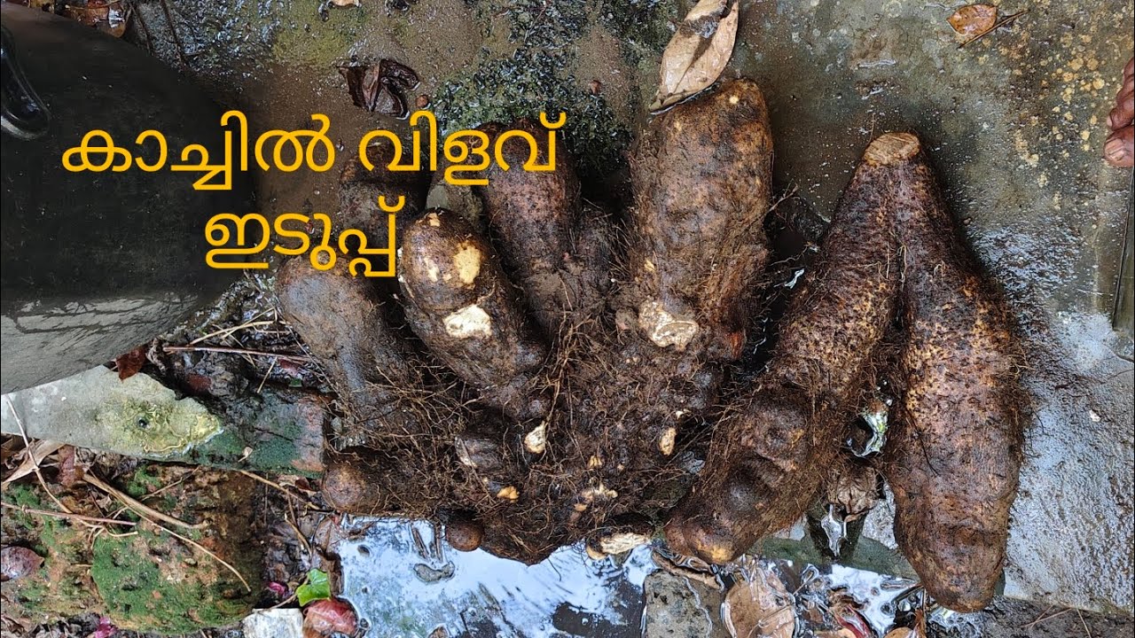 #കാച്ചിൽ #വിളവ് #ഇടുപ്പ് #video #youtube 