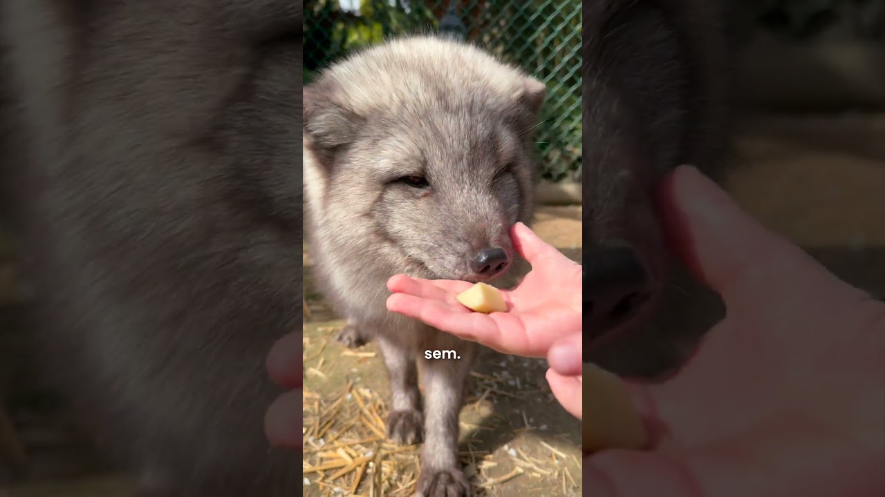 Slevomat: Šelmy, kočky, koťata 