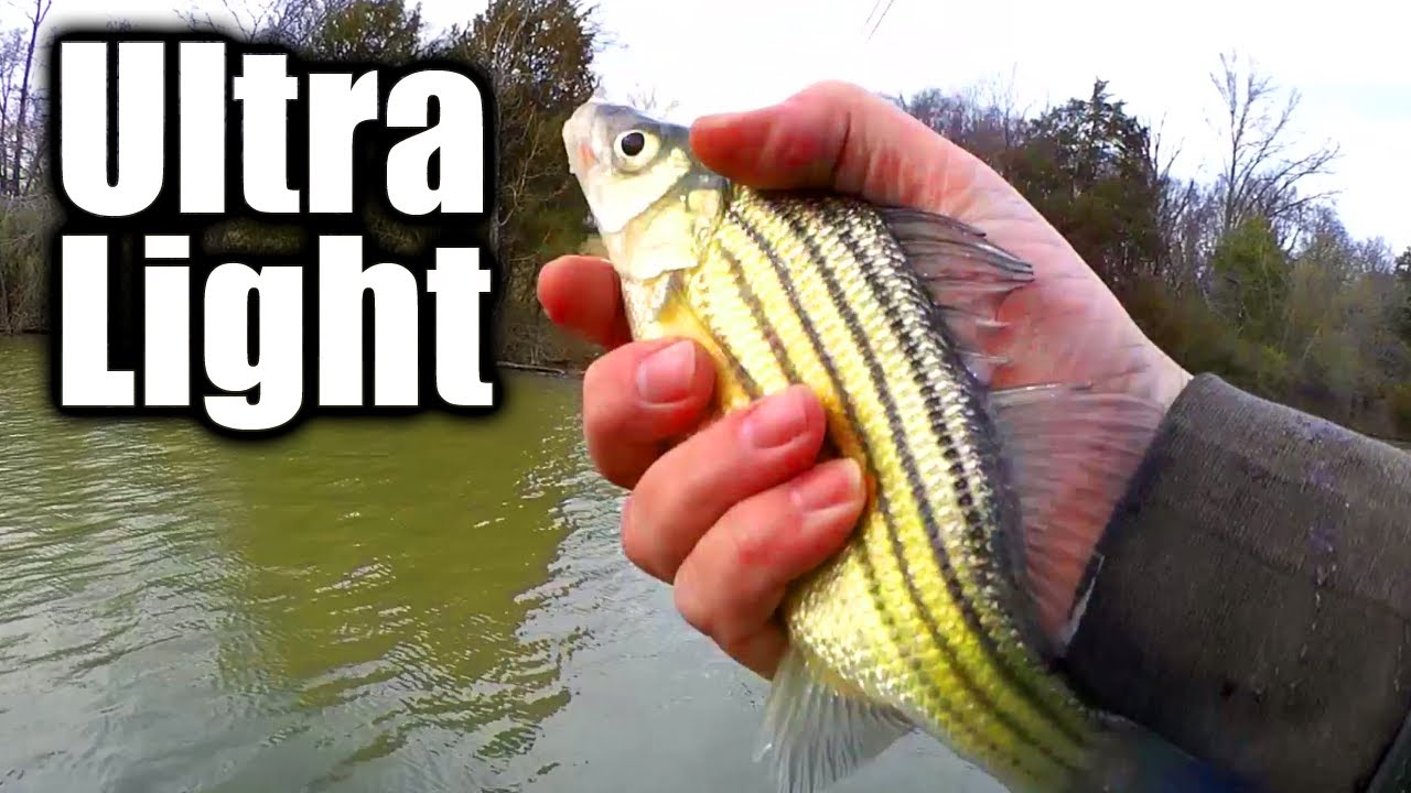 Ultralight Fishing With Gulp Minnows and Swim Baits (Spring Fishing)