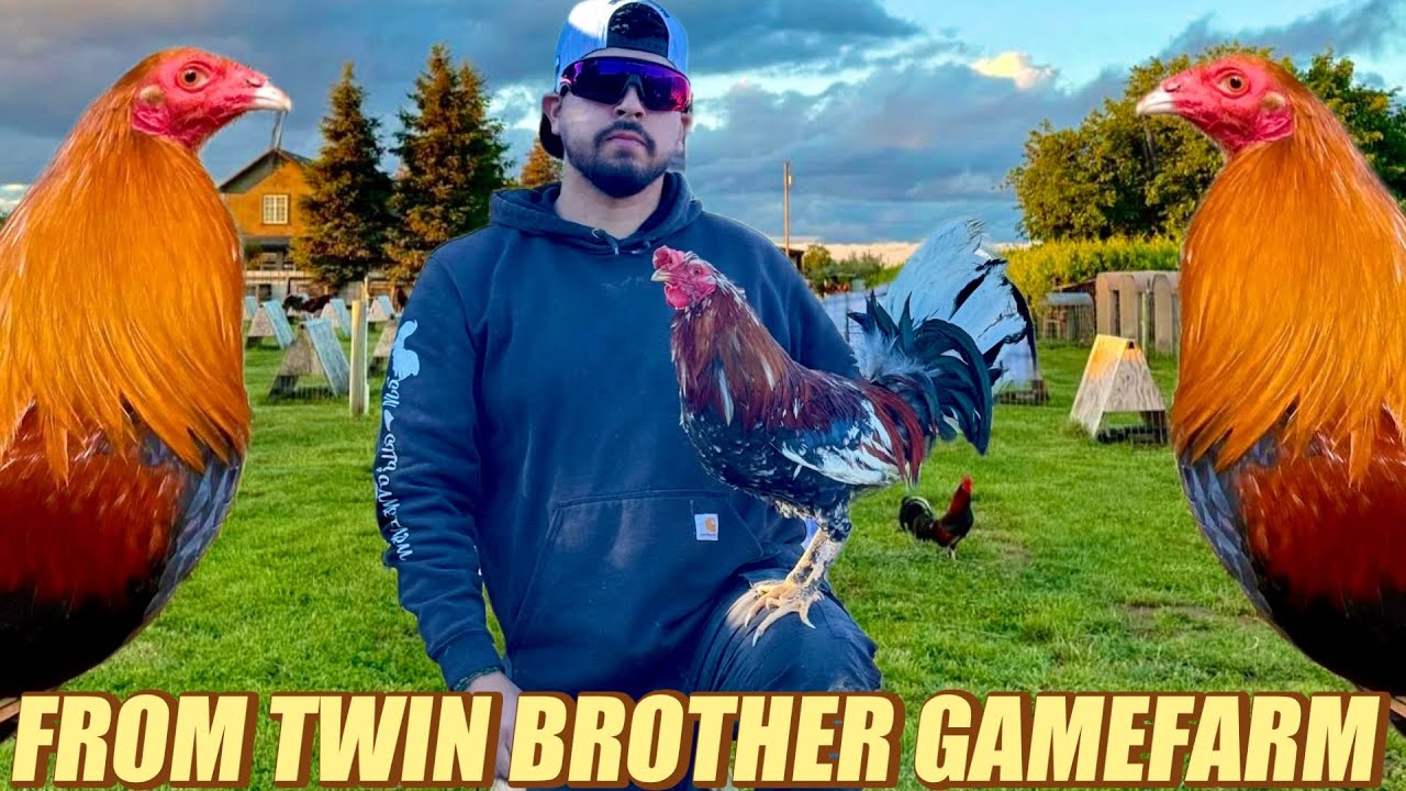 Pure Sweater Hatch Oklahoma And Black Spangled Hatch Albany - FROM TWIN BROTHER GAMEFARM