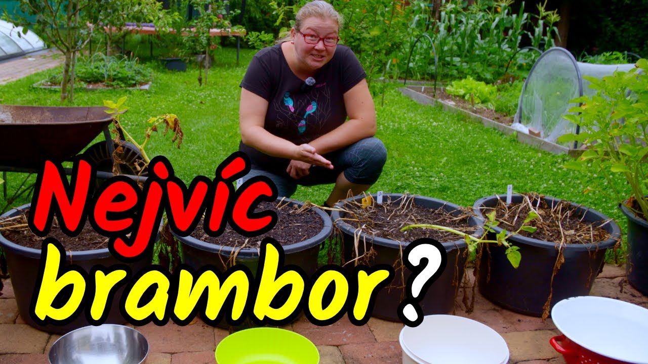 👩‍🌾Jak mít NEJVÍC BRAMBOR z nádob? Různé způsoby výsadby = různý výnos! Sklizeň brambor v nádobách