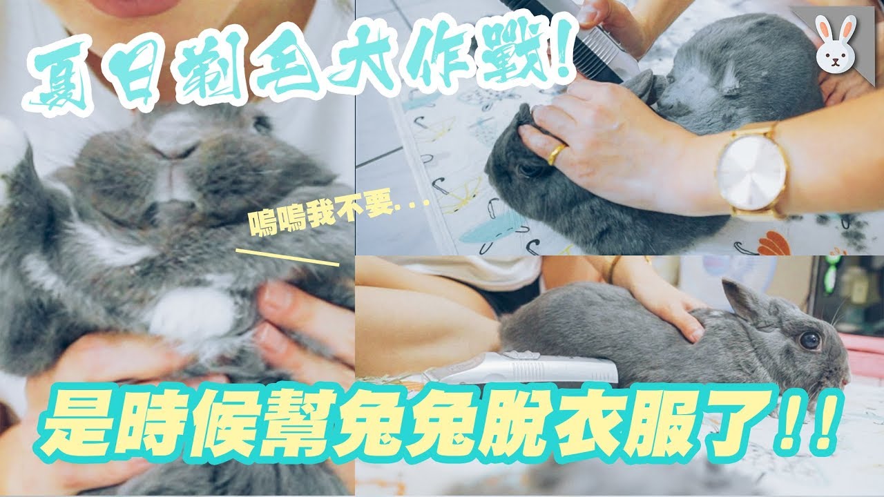 夏日剃毛大作戰！30度實在太熱🔥是時候幫兔兔們剃毛了！｜兩隻胖兔兔 侑敏yomin