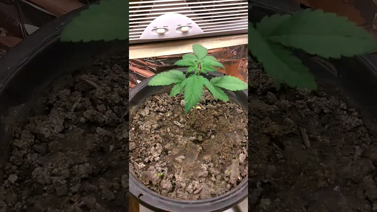 Indoor grow up date #1