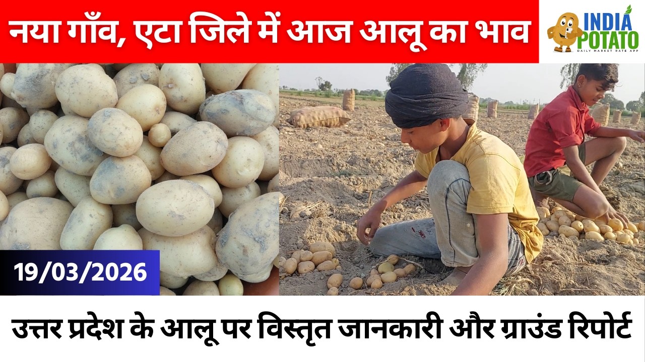 19/03/2026 : नया गाँव, एटा जिले में आज आलू का भाव | Today's Potato Price in UP - India Potato News