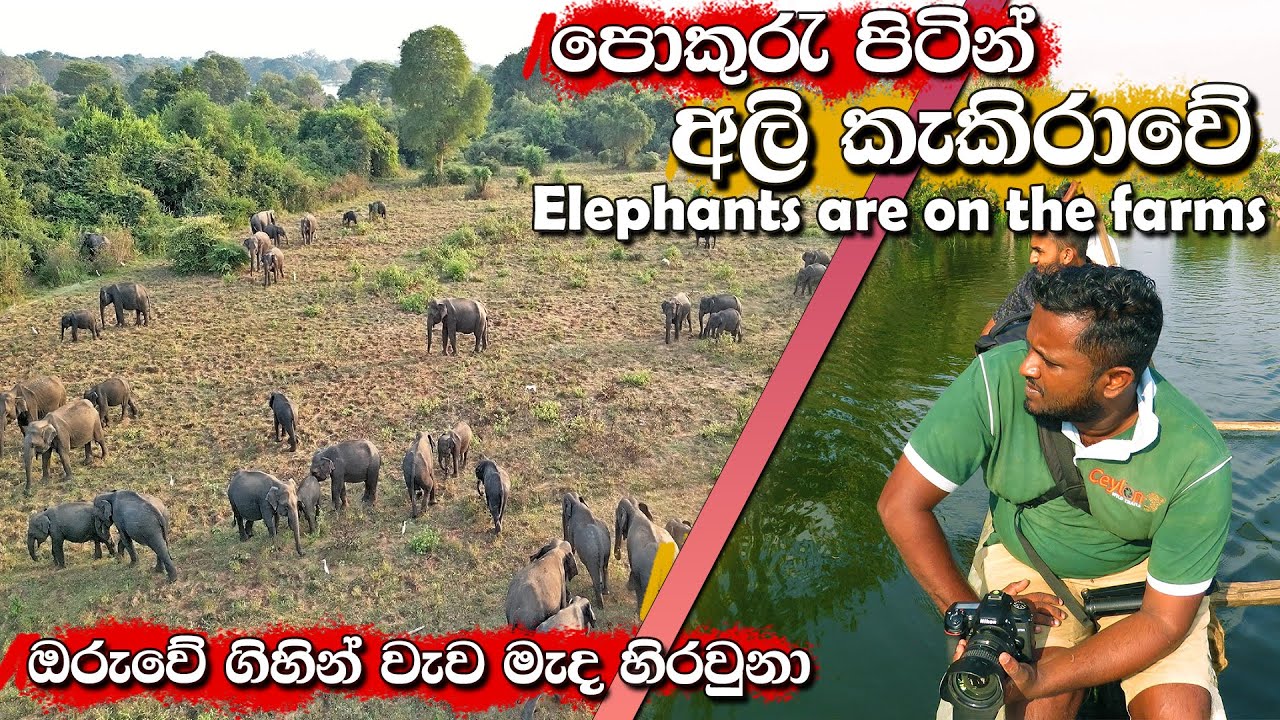 ඔරැවේ ගිහින් අලි බලපු හැටි නොගිලී ආවා many elephants are on the fields looking for foo