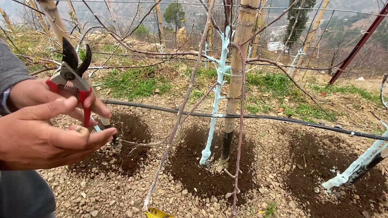 DELICIOUS || PRUNING || TRAINING डिलिशस के पौधें में ट्रेनिंग व प्रूनिंग अलग .! M9 ROOTSTOCK Orchard
