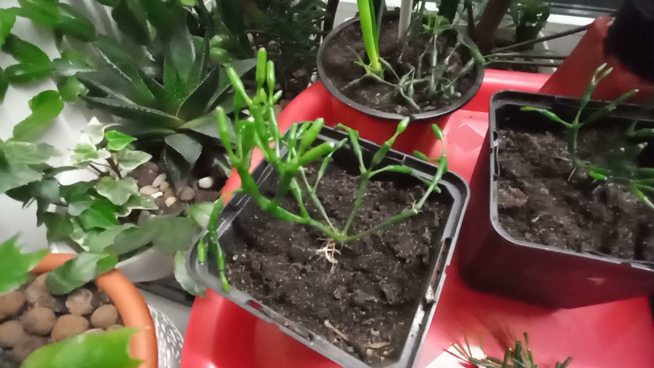 РЕЗУЛЬТАТ ЧЕРЕНКОВАНИЯ И УКОРЕНЕНИЯ ХАТИОРЫ !