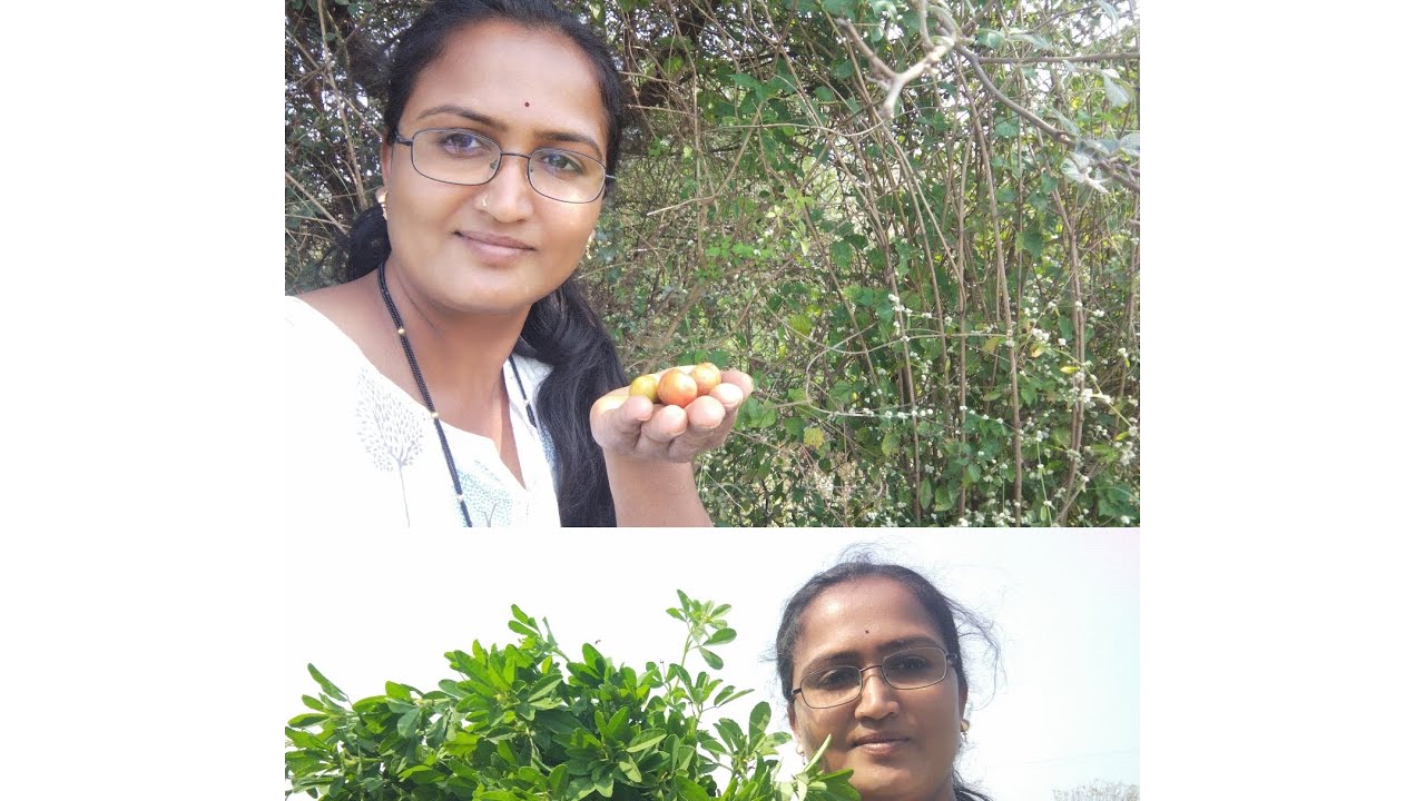 शेतातील# routin#applicationoffertilizer#onion# farm 🧅