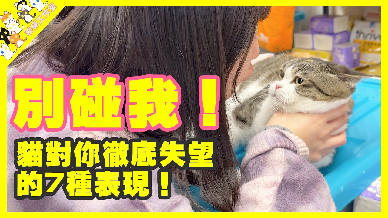 貓對你徹底失望的7種表現！你家主子已經對你死心了嗎？【孤貓工作室】
