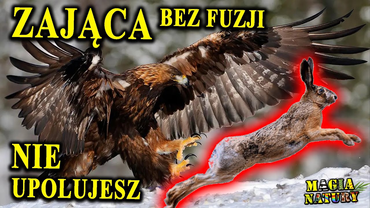 Jak Złapać Zająca? - SZARAK - Powrót Mistrza Sprintu