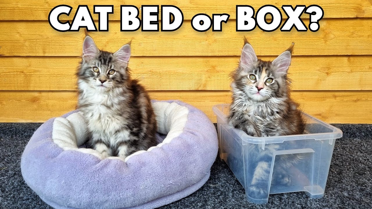 What Do Kittens Like the Most - Human Stuff or Cat Stuff?
