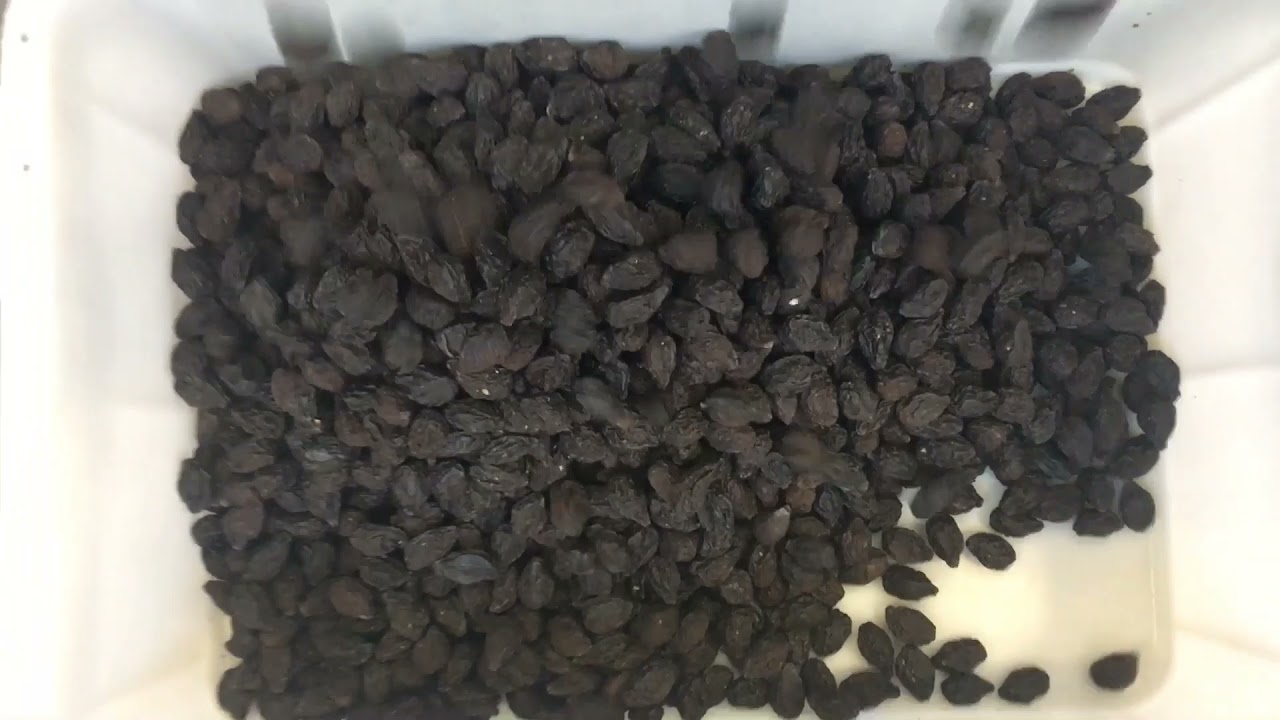 Optical sorting of dried fruit (figs, prunes, raisins)