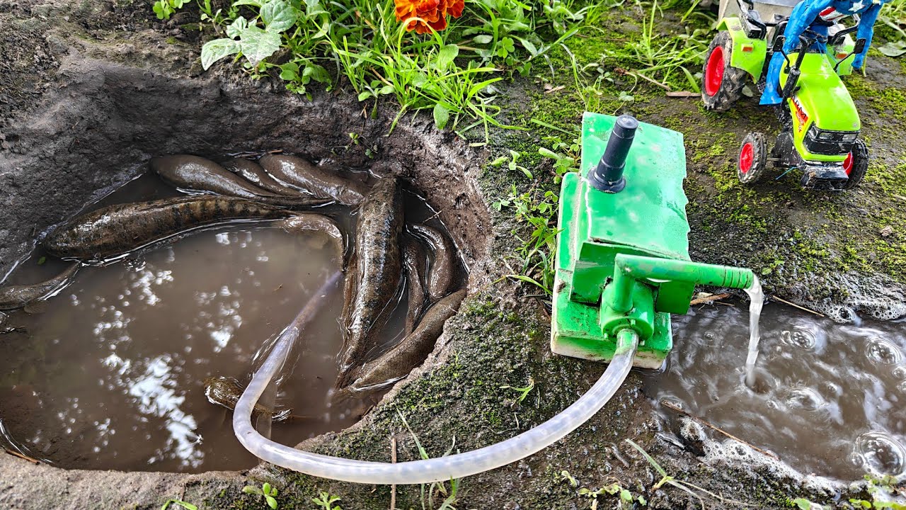 Catch fish use mini water pump l how to catch fish l catch cooking fish l catch small fish video