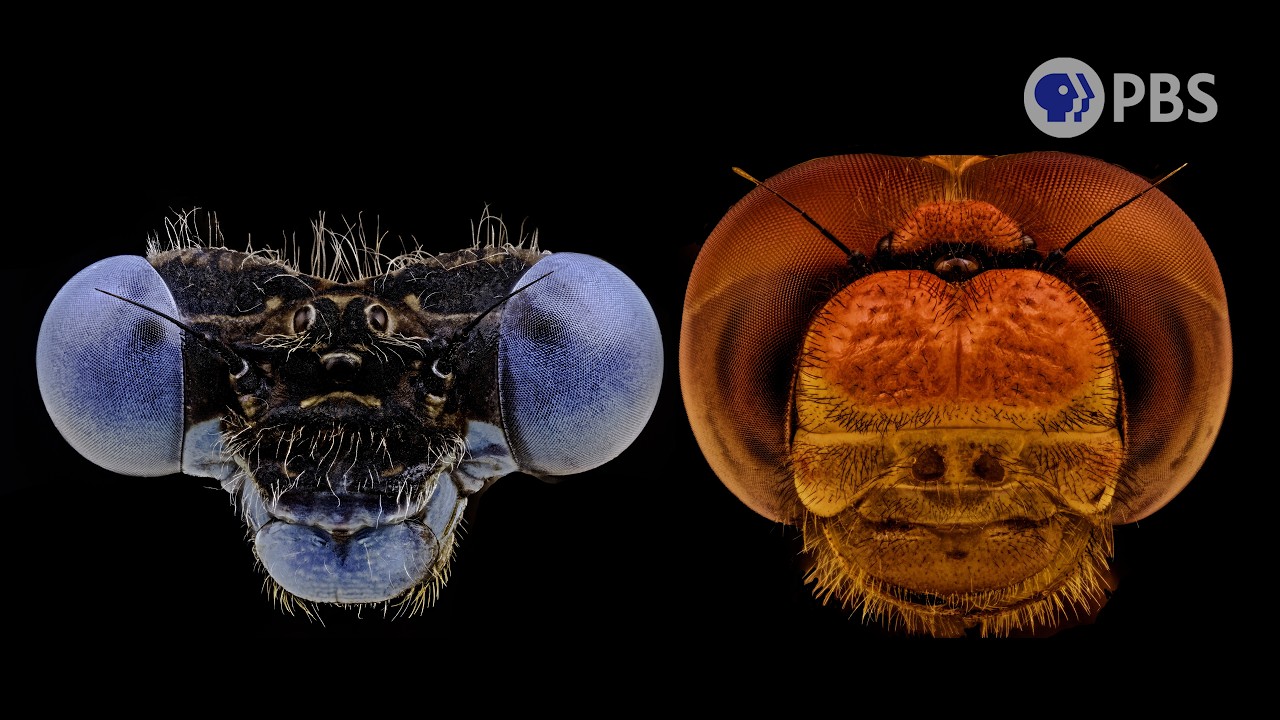 Pick Your Player: Dragonfly vs Damselfly | Deep Look