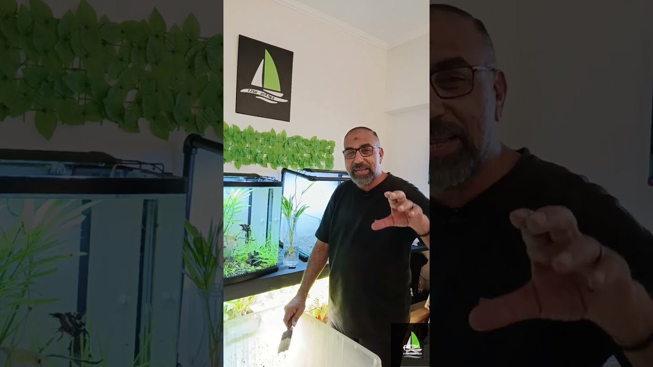طريقه عمل حوض سهل لاسماك الفانتيل 