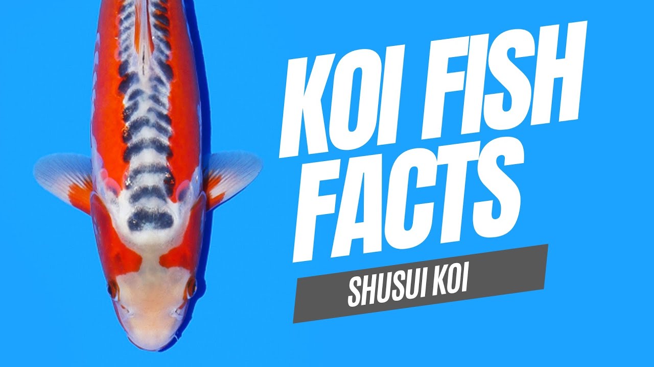 Exploring Shusui Koi from Kawakami Koi Farm | Koi Fish Facts