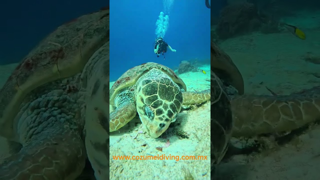 Discover Cozumel&rsquo;s best dive spots! 🌊 #CozumelDiving #ScubaAdventure #Mexico