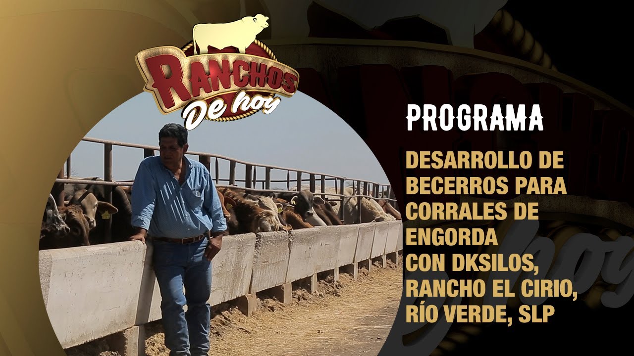 646. Desarrollo de becerros para corrales de engorda | DKsilos | Rancho el cirio | R&iacute;o Verde, SLP