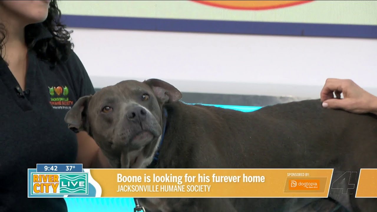 Passion 4 Pets: Boone is looking for a furever home