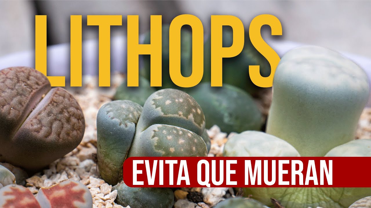 TIPS para que tus piedras vivas  NO MUERAN/ cuidados BÁSICOS