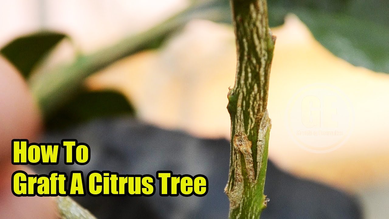 How To Graft A Citrus Tree